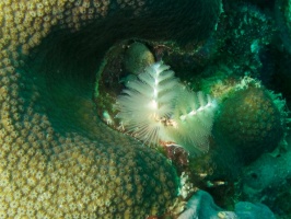 Christmas Tree Worm IMG 5433